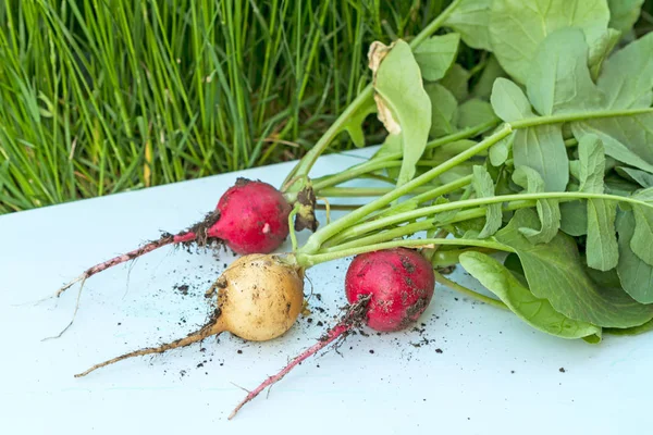 Drei Radieschen vom Beet — Stockfoto