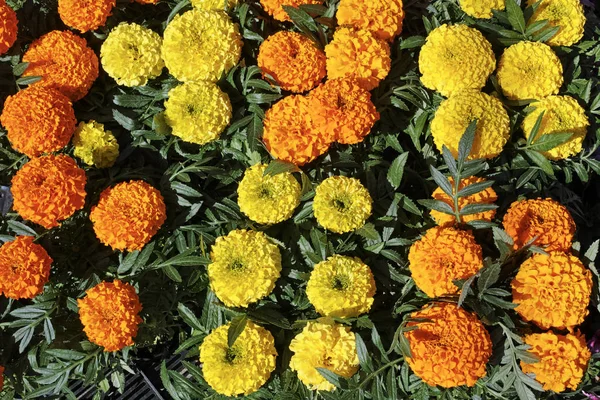 Kwiaty Aksamitki żółte i pomarańczowe — Zdjęcie stockowe