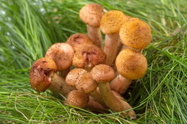 Tatlım agarics çim