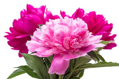 Pembe ve bordo peonies