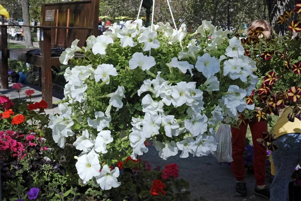 A fehér petunias szabadban kaspó — Stock Fotó