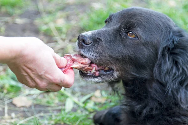 Feeding a dog with a piece of meat — Stock Photo, Image