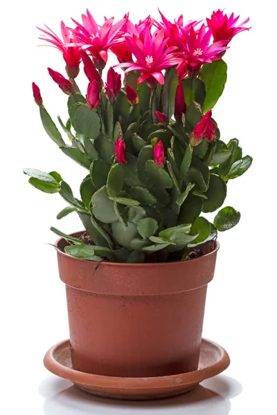 Bloemen Lidcactus in een bloempot — Stockfoto