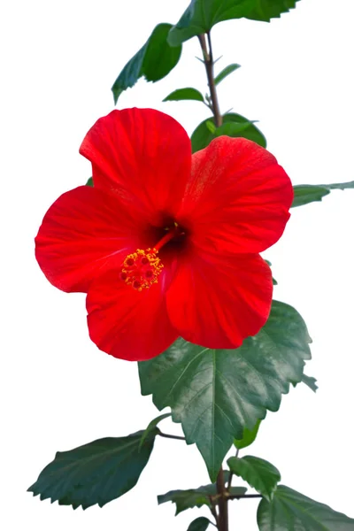 ハイビスカスの花と植物 — ストック写真