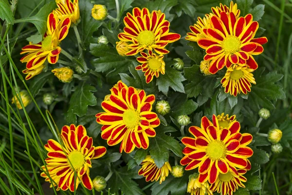 Chrysanthèmes jaunes rouges — Photo