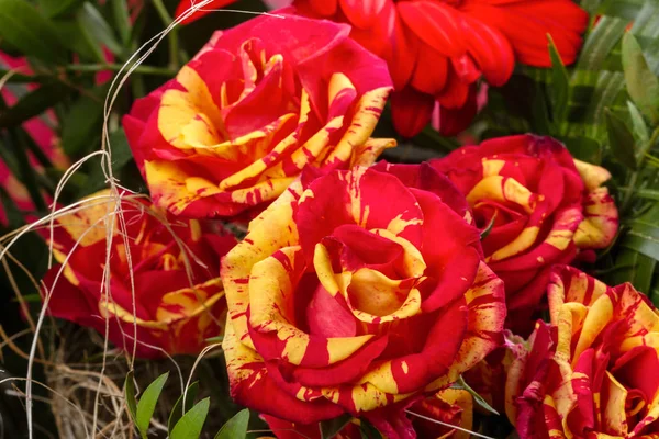 Червона троянда з жовтим — стокове фото