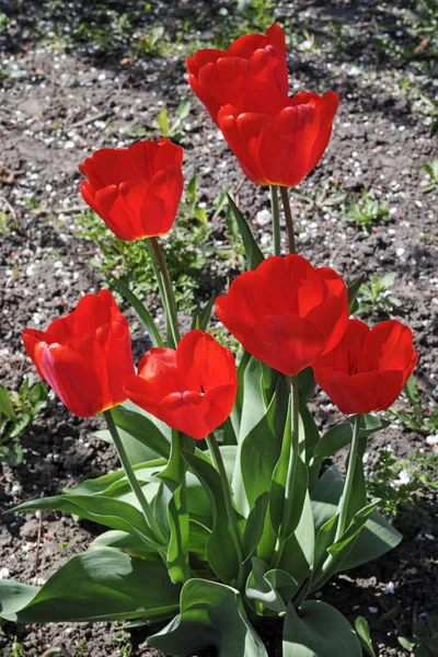 Scarlet Tulips in the Garden on a sunny day — Stock Photo, Image