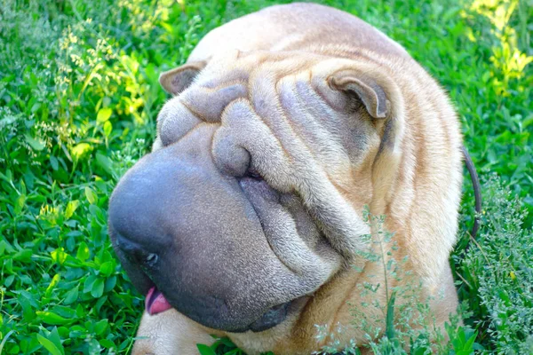 Shar-Pei dog close-up — Stock Photo, Image
