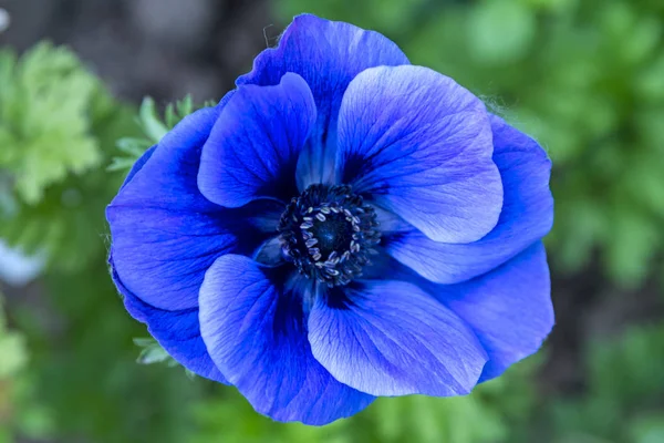 Anemone blue flower — Stock Photo, Image