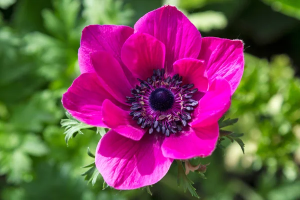 Anemone rosa blomma — Stockfoto