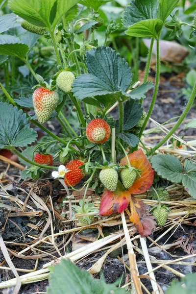 Remontant 草莓浆果灌木 — 图库照片