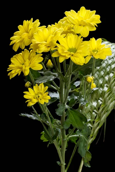 Жовті хризантеми на чорному — стокове фото
