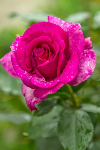 Magenta rose after rain — Stock Photo, Image