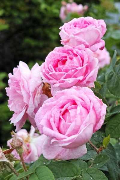 Růžové květy dogrose closeup — Stock fotografie