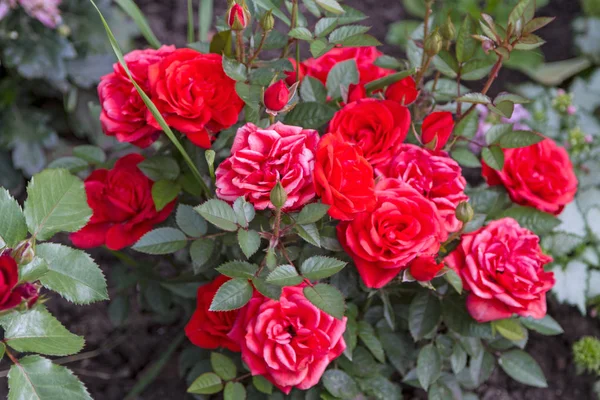 Bush es rosas rojas brillantes —  Fotos de Stock