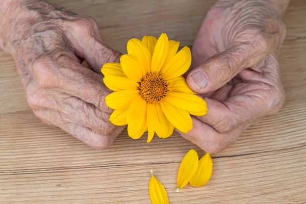 Hände einer alten Frau mit orangefarbenem Gänseblümchen — Stockfoto