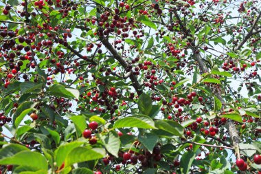 Olgun çilek ile kiraz ağacı