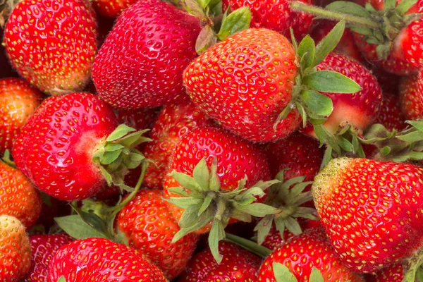 Fondo de fresas grandes maduras — Foto de Stock