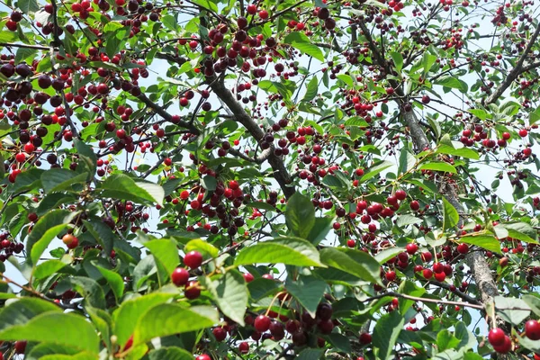 Olgun çilek ile kiraz ağacı