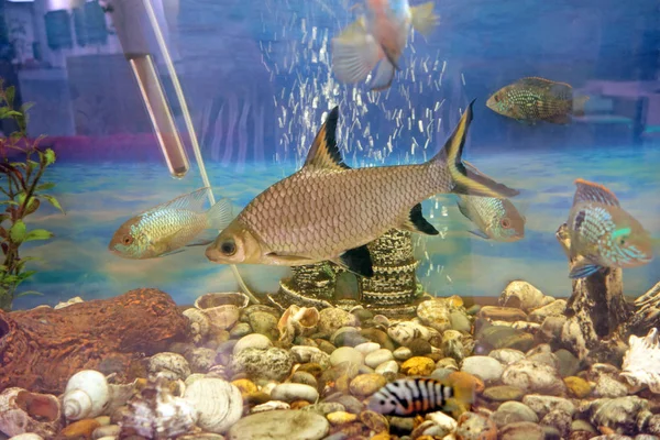Unterwasserwelt im Aquarium — Stockfoto