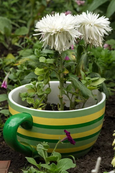 Chrysanthèmes blancs dans une grande tasse — Photo