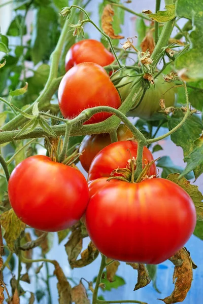 Tomates rojos en el invernadero —  Fotos de Stock