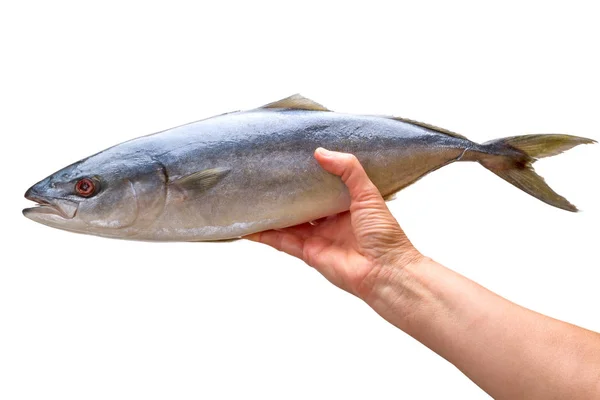 Carcass tuna in hand on white — Stock Photo, Image