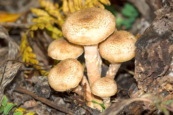 Yenilebilir mantar armillaria
