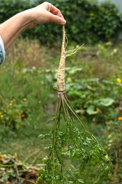 Petersilienpflanze in der Hand — Stockfoto