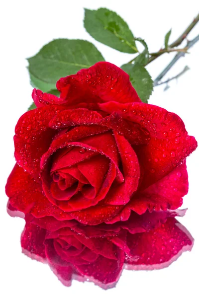 Rosa roja con gotas de rocío y refrescante —  Fotos de Stock