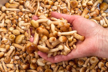 Genç agarics elinde tatlım