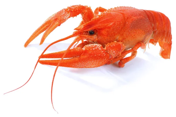 Red boiled crayfish — Stock Photo, Image