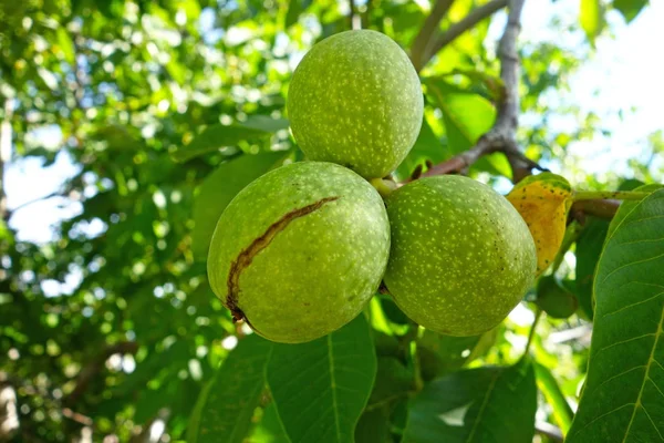 Ripe walnuts on a tree — Stock Photo, Image