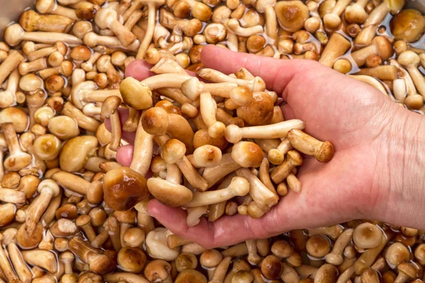 Genç agarics elinde tatlım