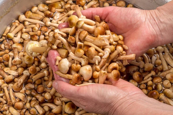 Genç agarics elinde tatlım