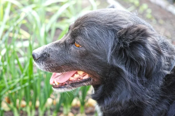 Head of a black dog — Stock Photo, Image