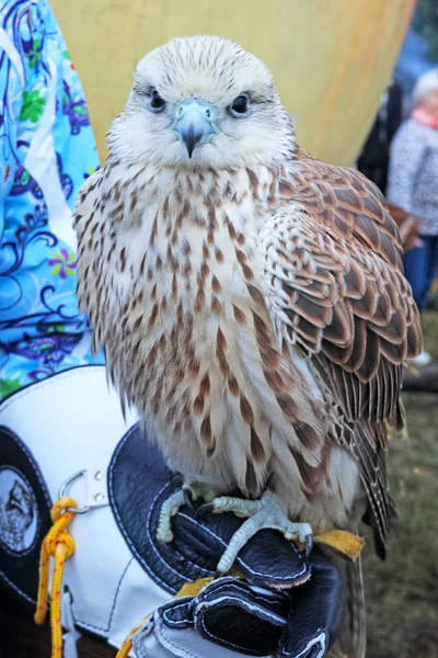 Junger Falke auf der Hand — Stockfoto