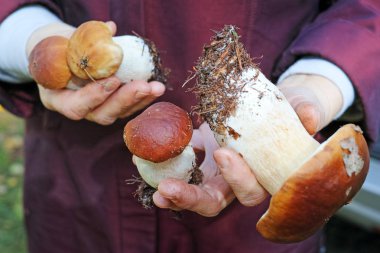 Mantar kadınların elinde