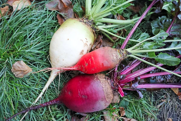 Three beets on the grass — Stock Photo, Image