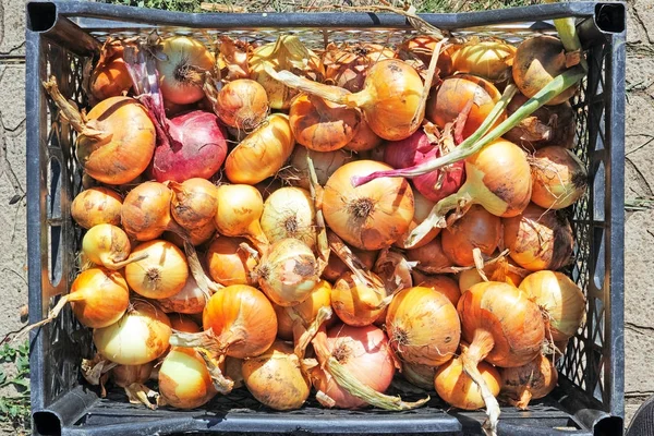 La cebolla del jardín en la caja —  Fotos de Stock