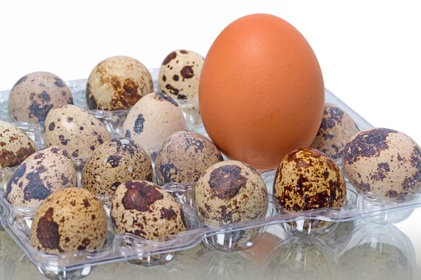 Chicken  and quail eggs — Stock Photo, Image