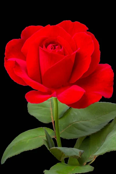 Bright red rose on black — Stock Photo, Image