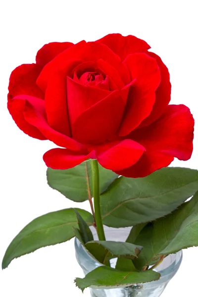 Яскраві червоні троянди — стокове фото