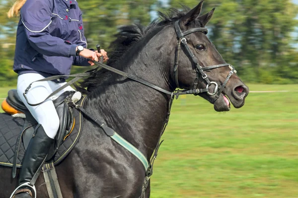 Всадница на черной лошади — стоковое фото