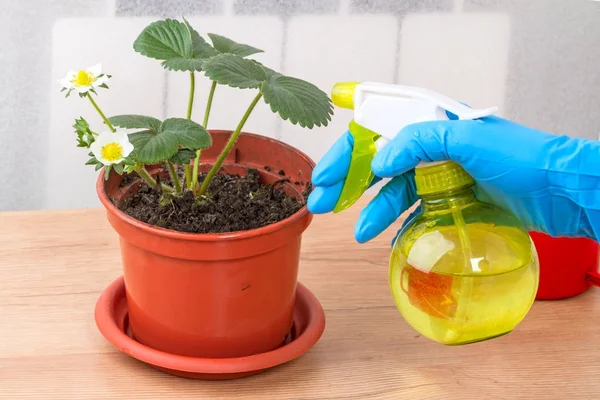 Руки с распылителем и клубничным растением — стоковое фото