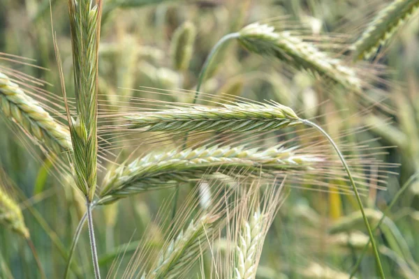 ライ麦の緑耳 — ストック写真