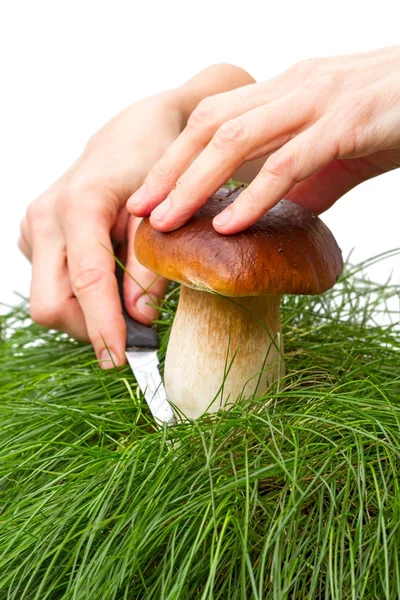 Hand with a knife and porcini mushrooms — Stock Photo, Image