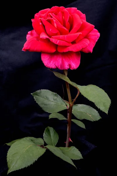 Красная роза на черном — стоковое фото