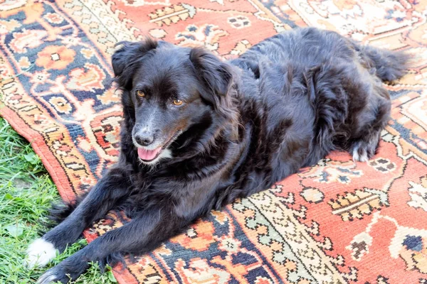 Pies czarny pies na dywanie — Zdjęcie stockowe