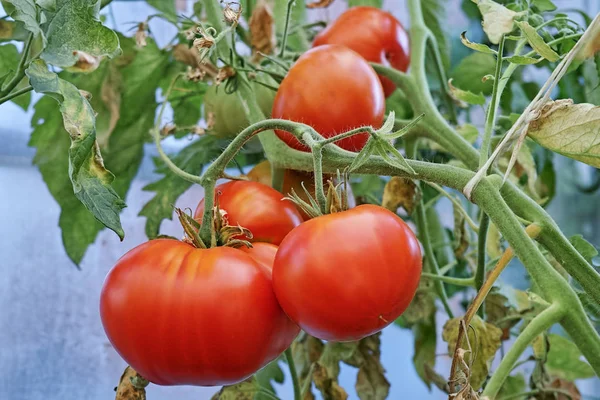 Red tomatoes on a bush — Stock Photo, Image